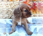 Small #2 Cavalier King Charles Spaniel