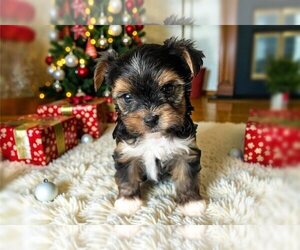 Yorkshire Terrier Puppy for sale in TAMPA, FL, USA