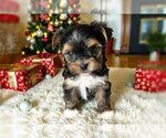 Small Yorkshire Terrier