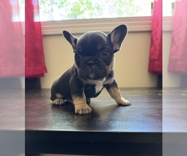 Medium Photo #1 French Bulldog Puppy For Sale in GREENVILLE, SC, USA