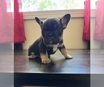 Small Photo #1 French Bulldog Puppy For Sale in GREENVILLE, SC, USA