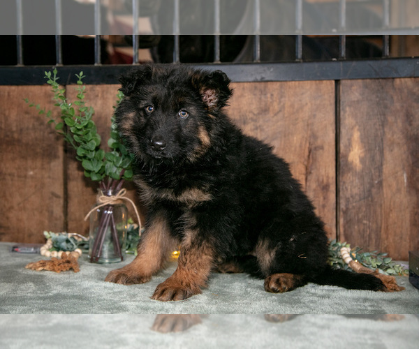 Medium Photo #1 German Shepherd Dog Puppy For Sale in MANTON, MI, USA