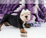 Small Photo #1 English Bulldog Puppy For Sale in SHILOH, OH, USA