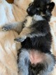 Small Photo #8 German Shepherd Dog-Siberian Husky Mix Puppy For Sale in HARRISON, AR, USA