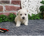 Small #4 West Highland White Terrier