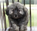 Small Photo #1 Havanese Puppy For Sale in DANVILLE, PA, USA
