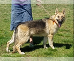 Small Photo #1 German Shepherd Dog-Siberian Husky Mix Puppy For Sale in ALLEGRE, KY, USA