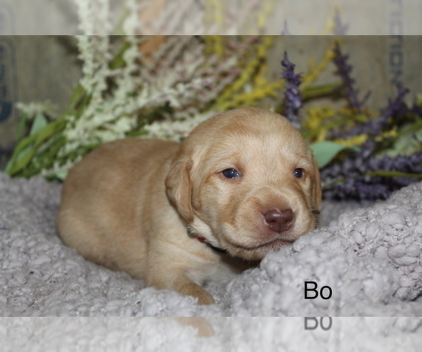 Medium Photo #5 Labrador Retriever Puppy For Sale in MANSFIELD, MO, USA