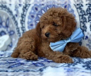 Cavapoo Puppy for sale in LANCASTER, PA, USA