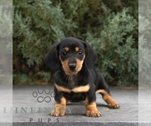 Dachshund Puppy for sale in HONEY BROOK, PA, USA