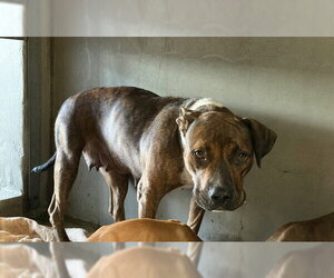 Mutt Dogs for adoption in San Bernardino, CA, USA