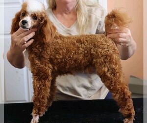 Father of the Cavapoo puppies born on 04/14/2025