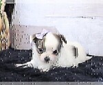 Small #9 Chihuahua