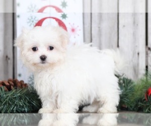 Zuchon Puppy for sale in MOUNT VERNON, OH, USA