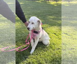 Small Great Pyrenees Mix