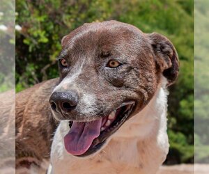 American Staffordshire Terrier-Unknown Mix Dogs for adoption in Albuquerque, NM, USA