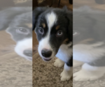 Small Photo #12 Miniature Australian Shepherd Puppy For Sale in PLACERVILLE, CA, USA