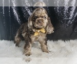 Small Photo #110 Cocker Spaniel Puppy For Sale in WARSAW, IN, USA