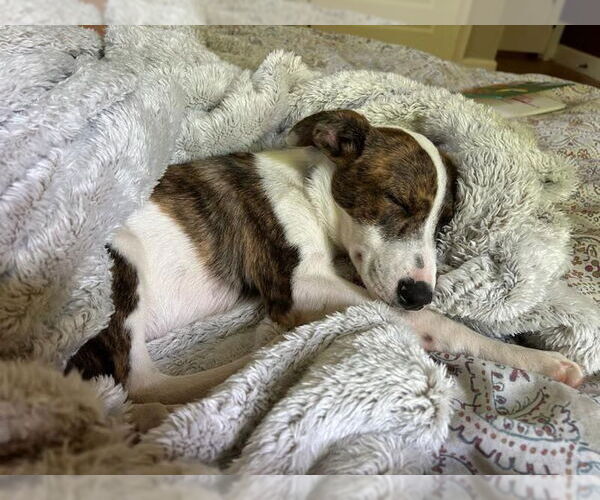Medium Photo #6 Bulldog-Unknown Mix Puppy For Sale in Tarrytown, GA, USA
