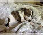 Small #5 Bulldog Mix
