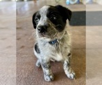 Puppy Bolt Texas Heeler