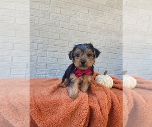 Yorkshire Terrier Puppy for sale in INDIANAPOLIS, IN, USA