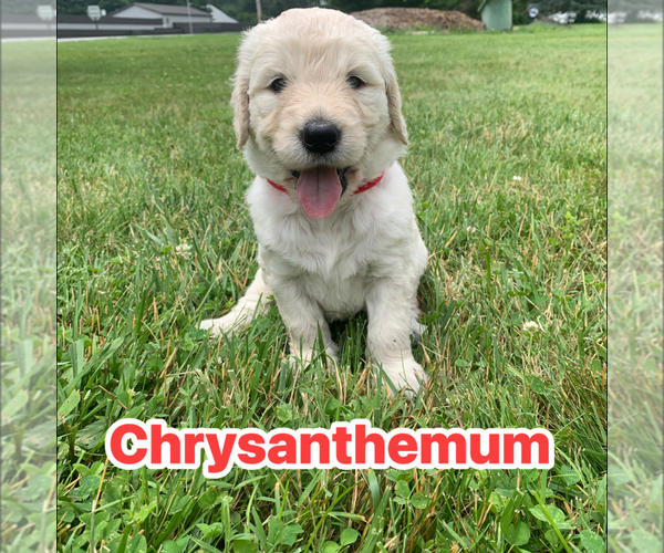 Medium Photo #10 Goldendoodle Puppy For Sale in COATESVILLE, PA, USA