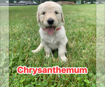 Small #9 Goldendoodle