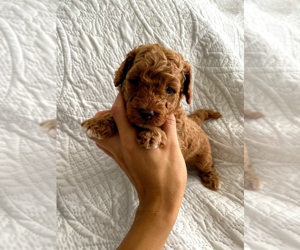 Medium Photo #1 Goldendoodle Puppy For Sale in ANCHORAGE, UT, USA