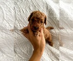Small Photo #1 Goldendoodle Puppy For Sale in ANCHORAGE, UT, USA