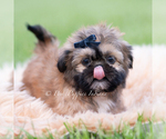 Small Photo #16 Shih Tzu Puppy For Sale in WARSAW, IN, USA