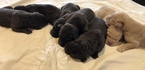 Small Photo #6 Labrador Retriever Puppy For Sale in BOWIE, TX, USA