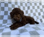 Small #4 Cavapoo (Miniature)