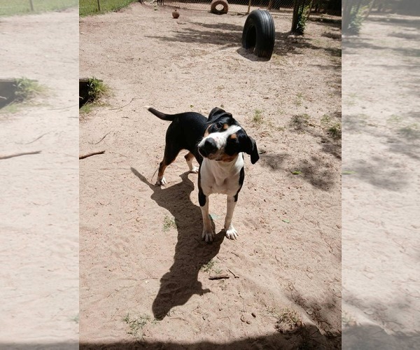 Medium Photo #6 Bernese Mountain Dog-Unknown Mix Puppy For Sale in Orangeburg, SC, USA