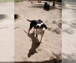 Small #5 Bernese Mountain Dog Mix