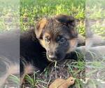 Small Photo #5 German Shepherd Dog Puppy For Sale in COLUMBIA, SC, USA