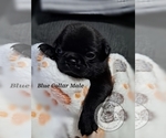 Small #1 Pug