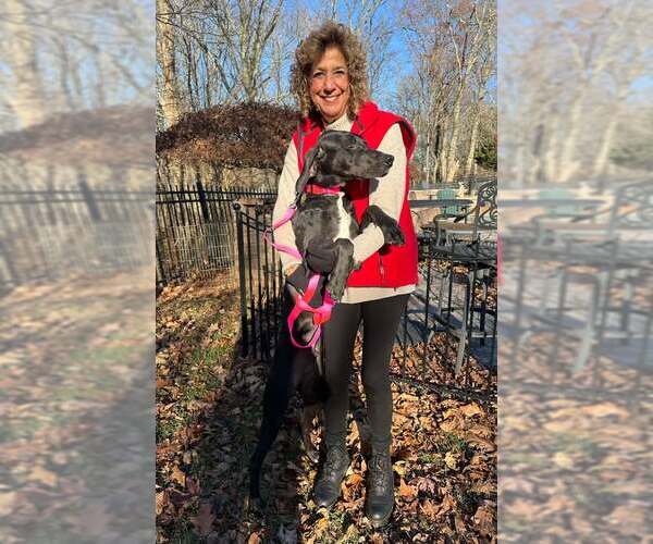Medium Photo #3 Greyhound Puppy For Sale in Cherry Hill, NJ, USA