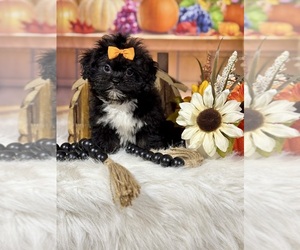Peke-A-Poo Puppy for sale in RIPLEY, MS, USA
