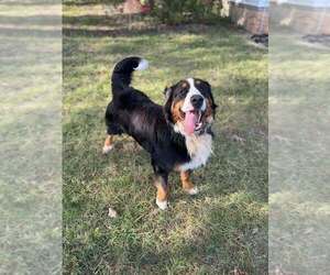 Father of the Bernedoodle puppies born on 08/22/2025