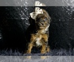 Small Photo #25 Poodle (Toy) Puppy For Sale in WARSAW, IN, USA