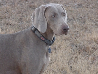 Mother of the Weimaraner puppies born on 12/30/2018