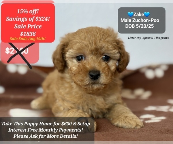 Medium Photo #1 Poodle (Toy)-Zuchon Mix Puppy For Sale in TUCSON, AZ, USA