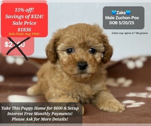 Poodle (Toy)-Zuchon Mix Puppy for sale in TUCSON, AZ, USA