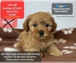 Small Poodle (Toy)-Zuchon Mix