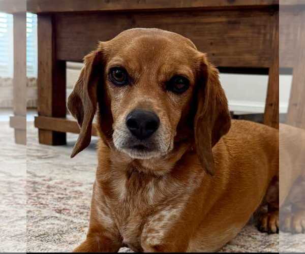 Medium Photo #2 Beagle-Unknown Mix Puppy For Sale in Dunnellon, FL, USA