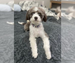 Mother of the Aussiedoodle Miniature  puppies born on 08/28/2023