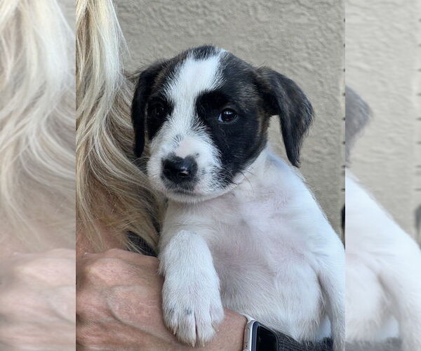 Medium Photo #3 Labrador Retriever-Unknown Mix Puppy For Sale in Dana Point, CA, USA