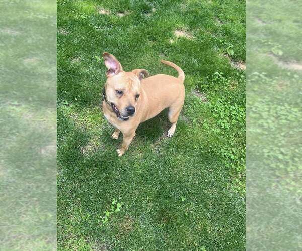 Medium Photo #1 American Pit Bull Terrier-Unknown Mix Puppy For Sale in New York, NY, USA