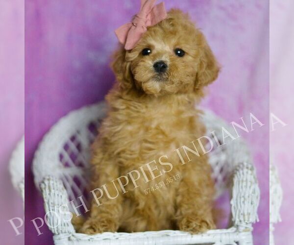 Medium Photo #6 Poodle (Toy) Puppy For Sale in WARSAW, IN, USA